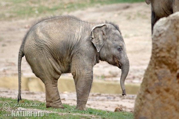 Asiatische Elefant (Elephas maximus)