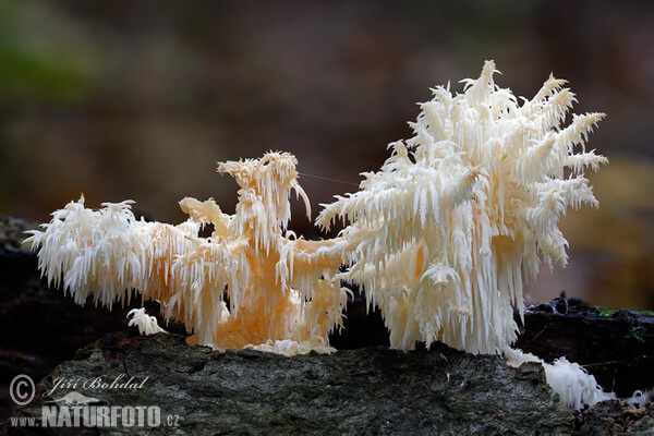 Ästiger Stachelbart (Hericium clathroides)