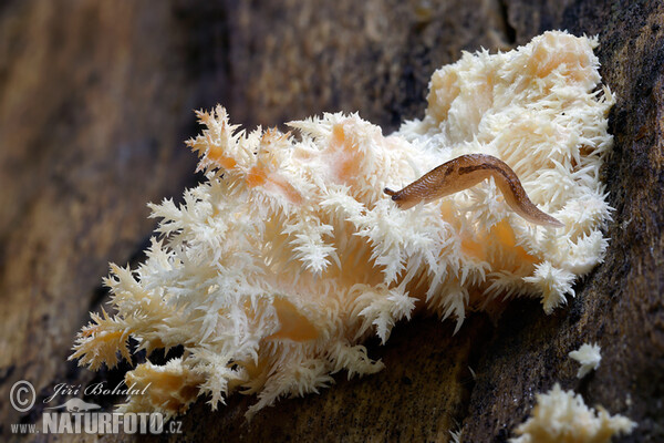 Ästiger Stachelbart (Hericium clathroides)