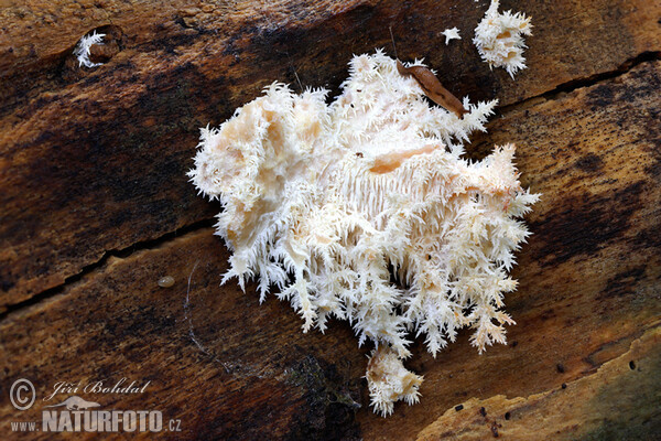 Ästiger Stachelbart (Hericium clathroides)