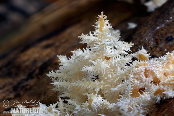 Ästiger Stachelbart (Hericium clathroides)