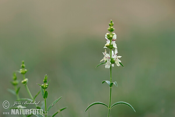 Aufrechter Ziest (Stachys recta)