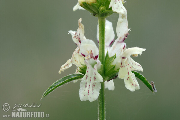 Aufrechter Ziest (Stachys recta)