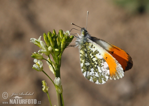 Aurorafalter (Anthocharis cardamines)