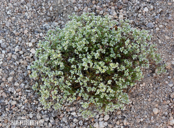 Ausdauernder Knäuel (Scleranthus perennis)