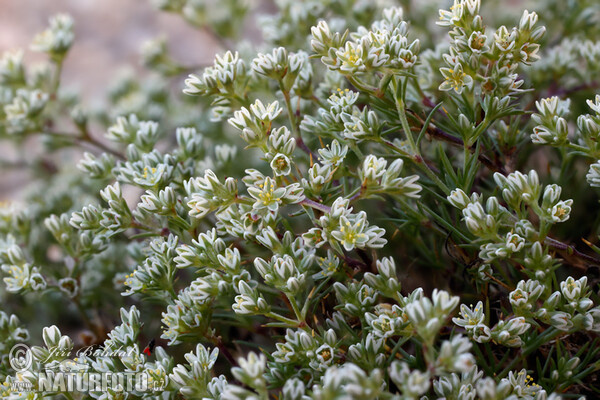 Ausdauernder Knäuel (Scleranthus perennis)