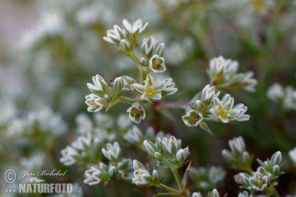 Ausdauernder Knäuel (Scleranthus perennis)