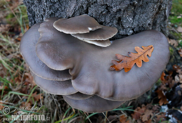 Austernseitling (Pleurotus ostreatus)