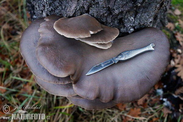 Austernseitling (Pleurotus ostreatus)