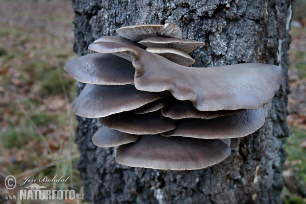 Austernseitling (Pleurotus ostreatus)