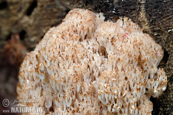 b (Artomyces pyxidatus)