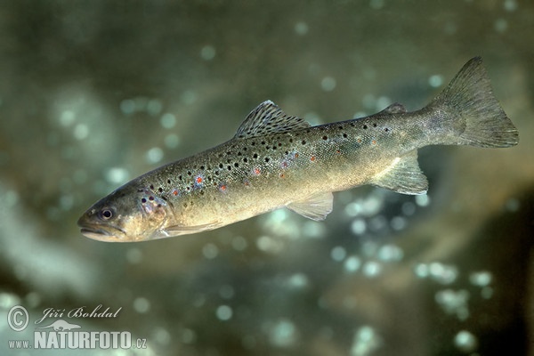 Bachforelle (Salmo trutta morpha fario)