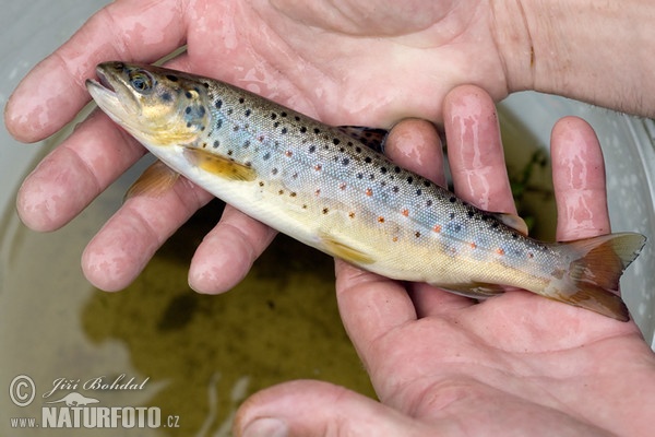 Bachforelle (Salmo trutta morpha fario)