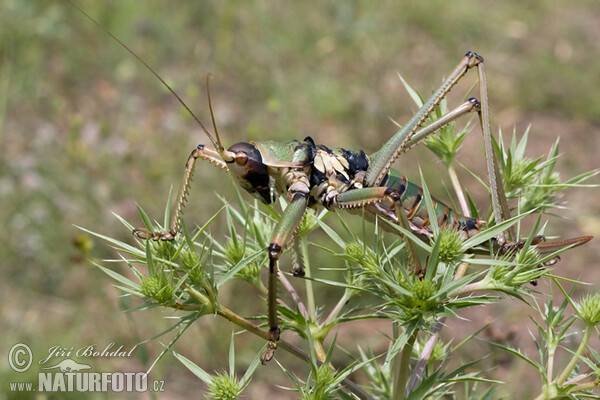 Balkan Sägeschrecke (Saga natoliae)