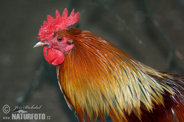 Bankivahuhn (Gallus gallus)