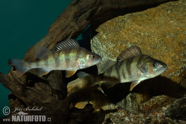 Barsch, Flussbarsch (Perca fluviatilis)