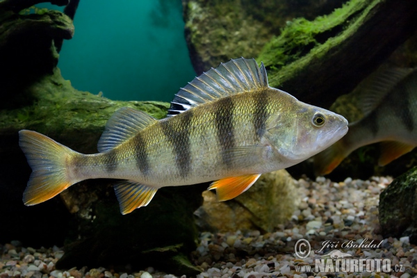 Barsch, Flussbarsch (Perca fluviatilis)