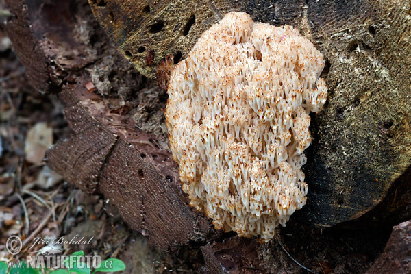 Becherkoralle (Artomyces pyxidatus)