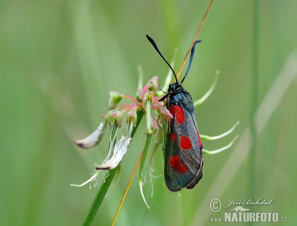 Beilfleck-Widderchen (Zygaena loti)