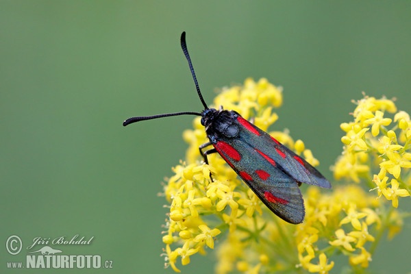 Beilfleck-Widderchen (Zygaena loti)