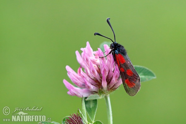 Beilfleck-Widderchen (Zygaena loti)