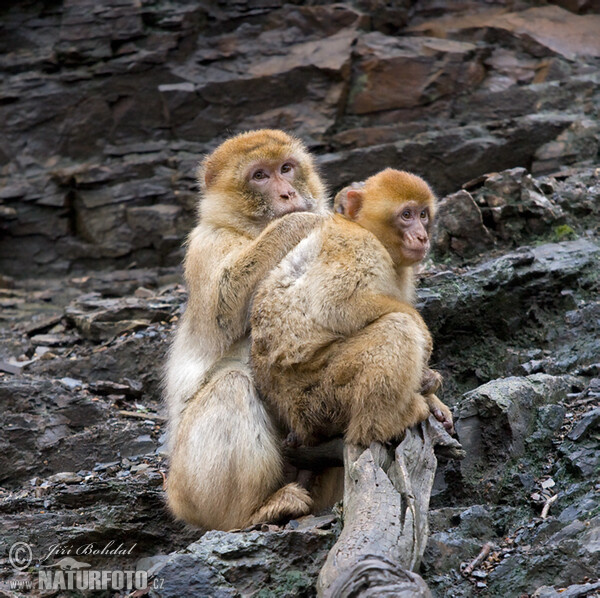 Berberaffe (Macaca sylvanus)