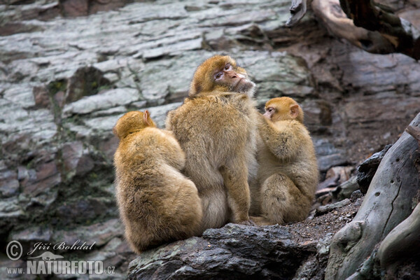 Berberaffe (Macaca sylvanus)