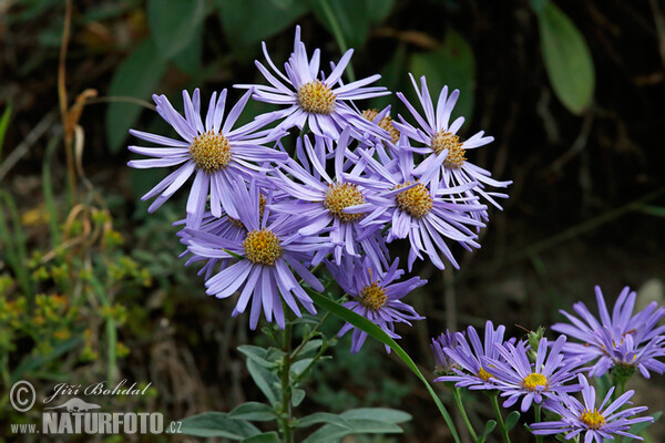 Berg-Aster (Aster amellus)