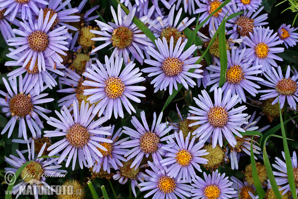 Berg-Aster (Aster amellus)