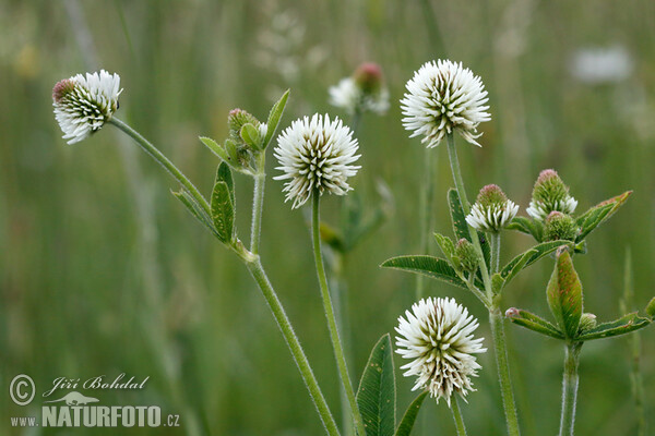 Berg-Klee (Trifolium montanum)