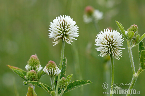 Berg-Klee (Trifolium montanum)