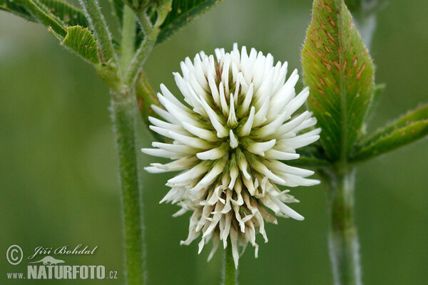 Berg-Klee (Trifolium montanum)