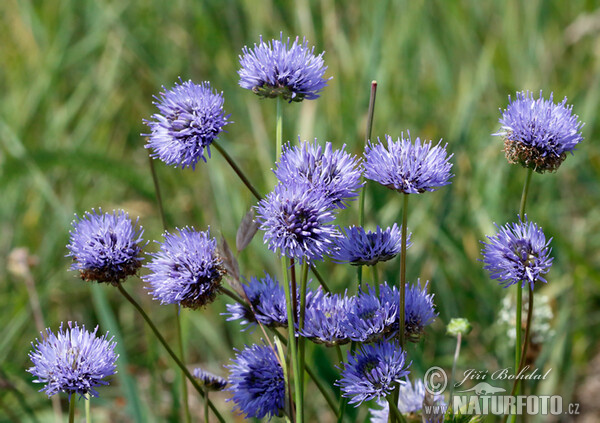 Berg-Sandglöckchen (Jasione montana)