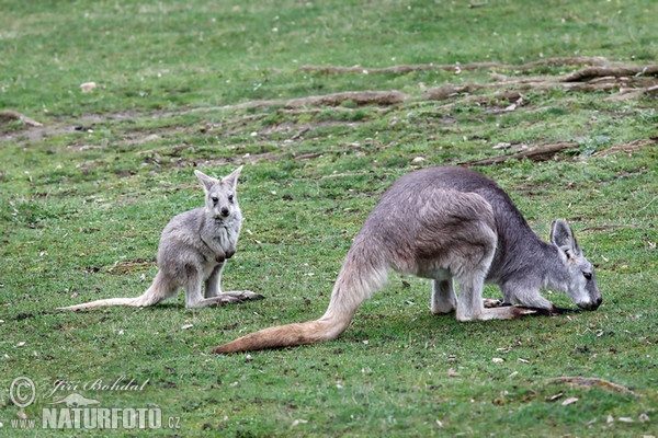 Bergkänguru (Macropus robustus)