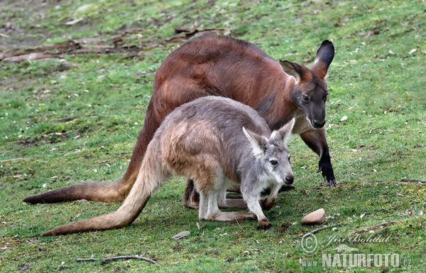 Bergkänguru (Macropus robustus)