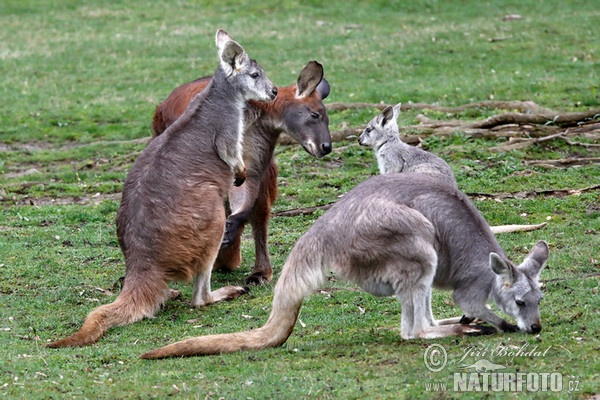 Bergkänguru (Macropus robustus)