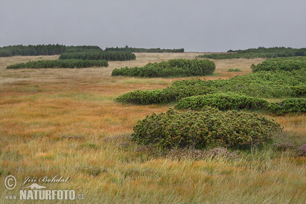 Bergkiefer (Pinus mugo)