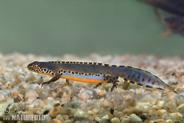 Bergmolch (Mesotriton alpestris)