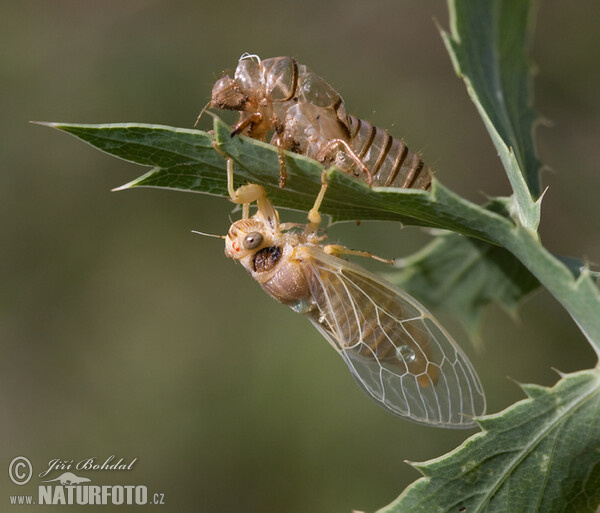 Bergsingzikade (Cicadetta montana)