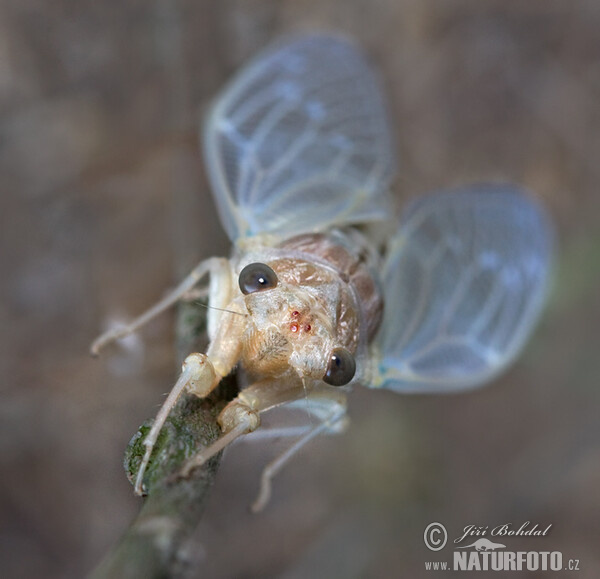 Bergsingzikade (Cicadetta montana)