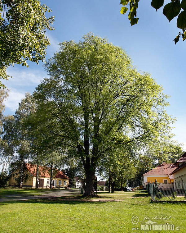 Bergulme (Ulmus glabra)