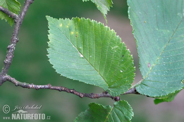 Bergulme (Ulmus glabra)