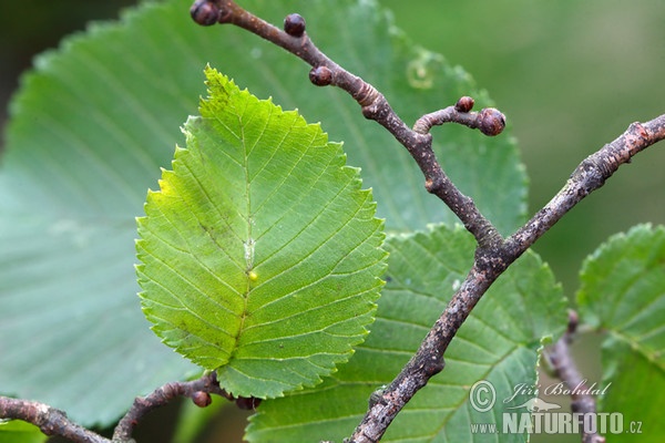 Bergulme (Ulmus glabra)