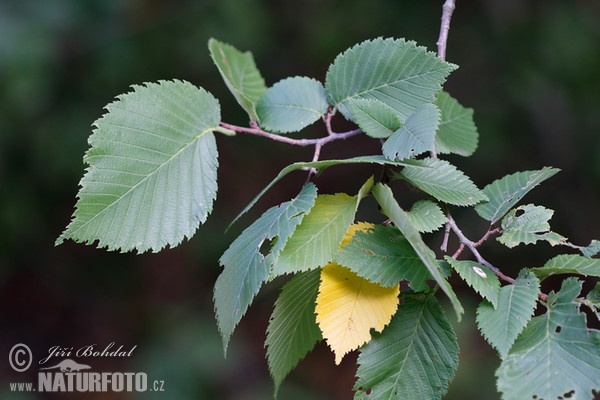 Bergulme (Ulmus glabra)