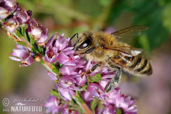 Besenheide (Calluna vulgaris)