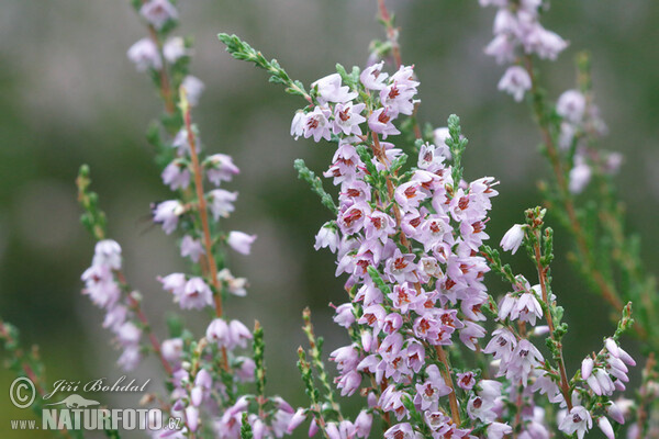 Besenheide (Calluna vulgaris)