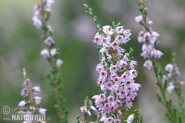 Besenheide (Calluna vulgaris)