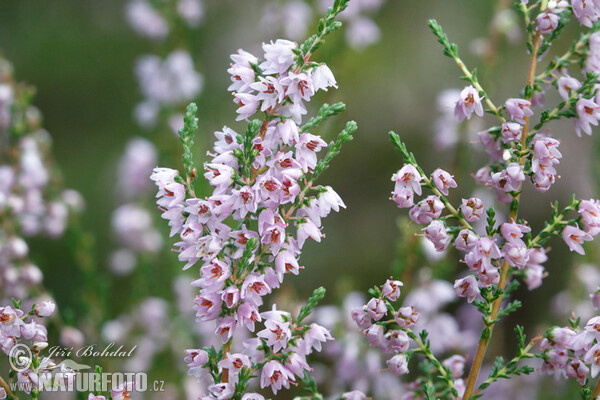 Besenheide (Calluna vulgaris)