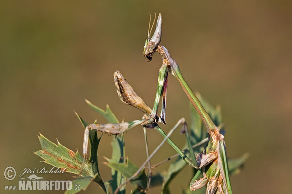 Beterin (Empusa fasciata)