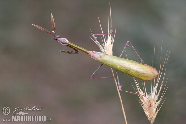 Beterin (Empusa fasciata)